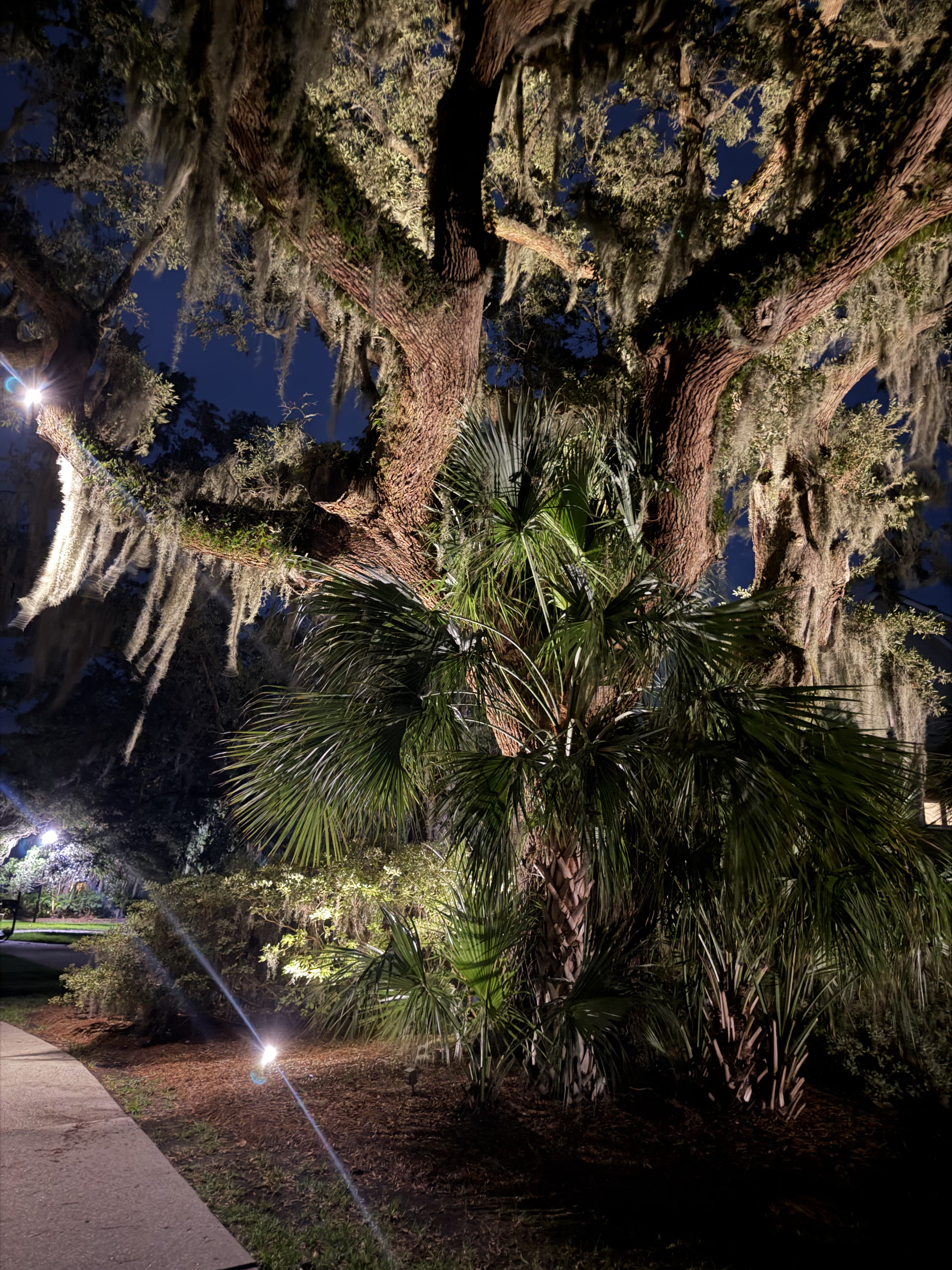 Warm uplighting on a live oak and palm tree at a Mount Pleasant SC home