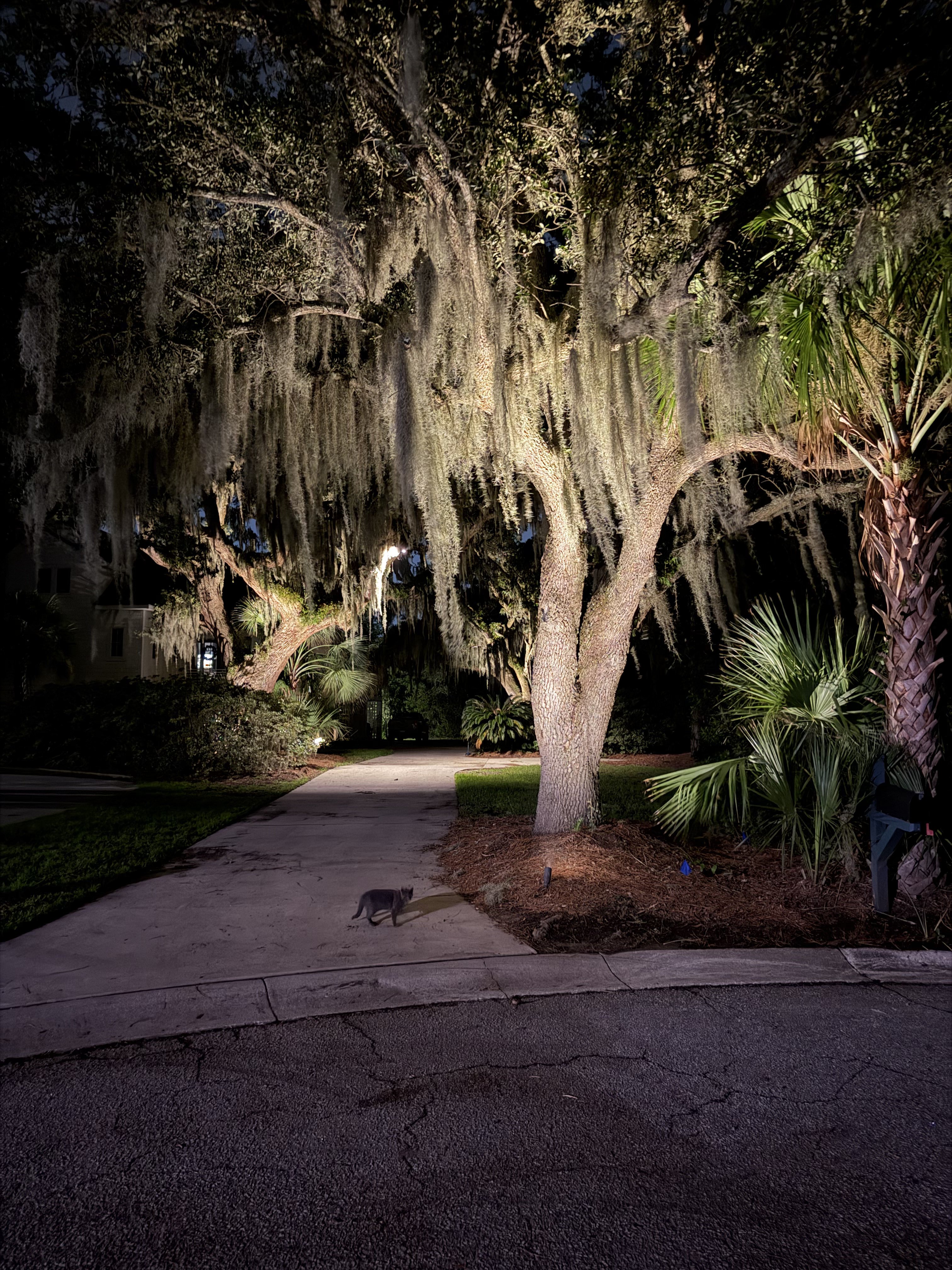 Live oak tree and palm tree highlighted with warm landscape uplighting at night