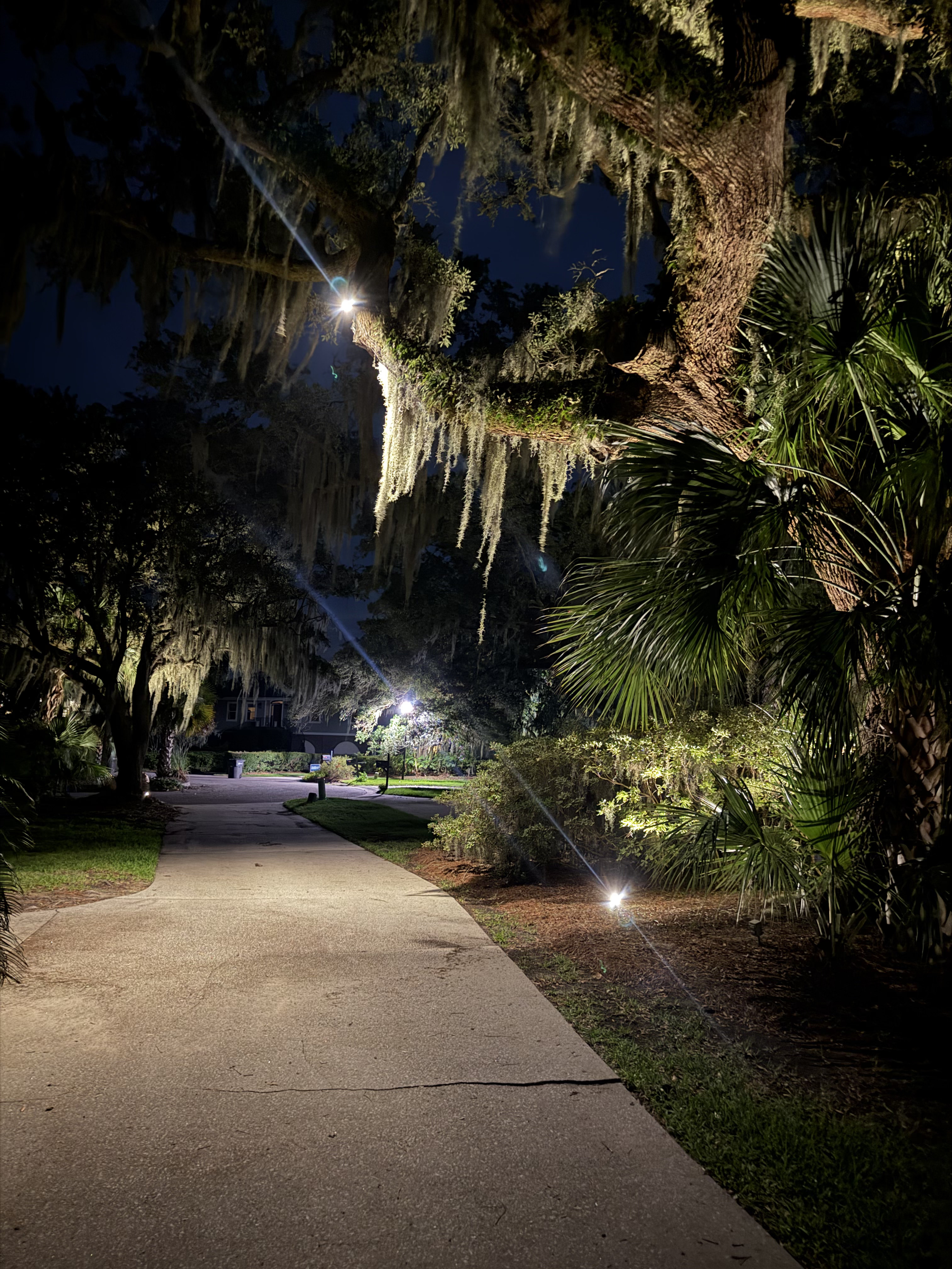 Driveway live oak uplighting with warm low voltage landscape lighting in Mount Pleasant SC