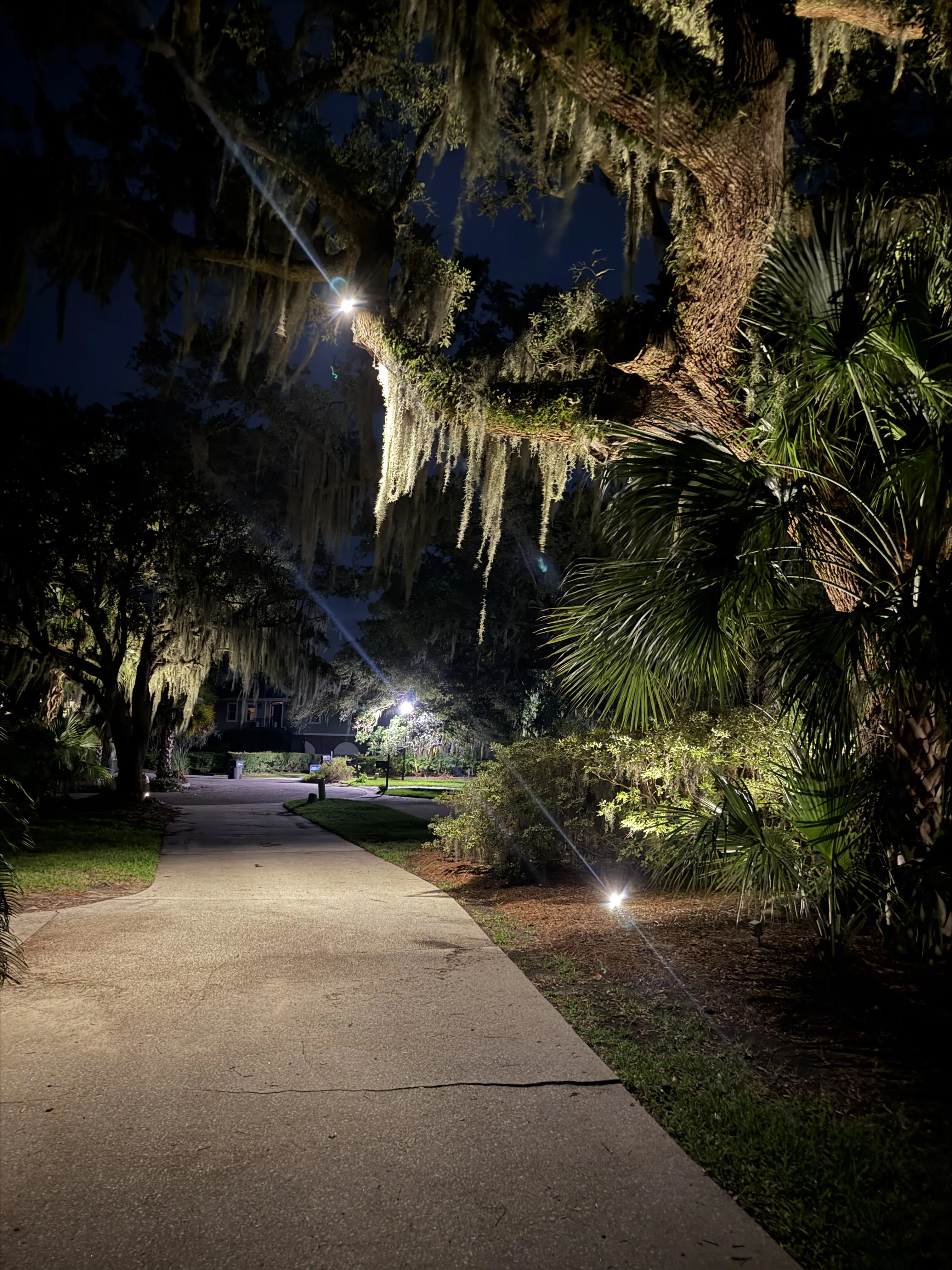 Driveway live oak uplighting with warm low voltage landscape lighting in Mount Pleasant SC