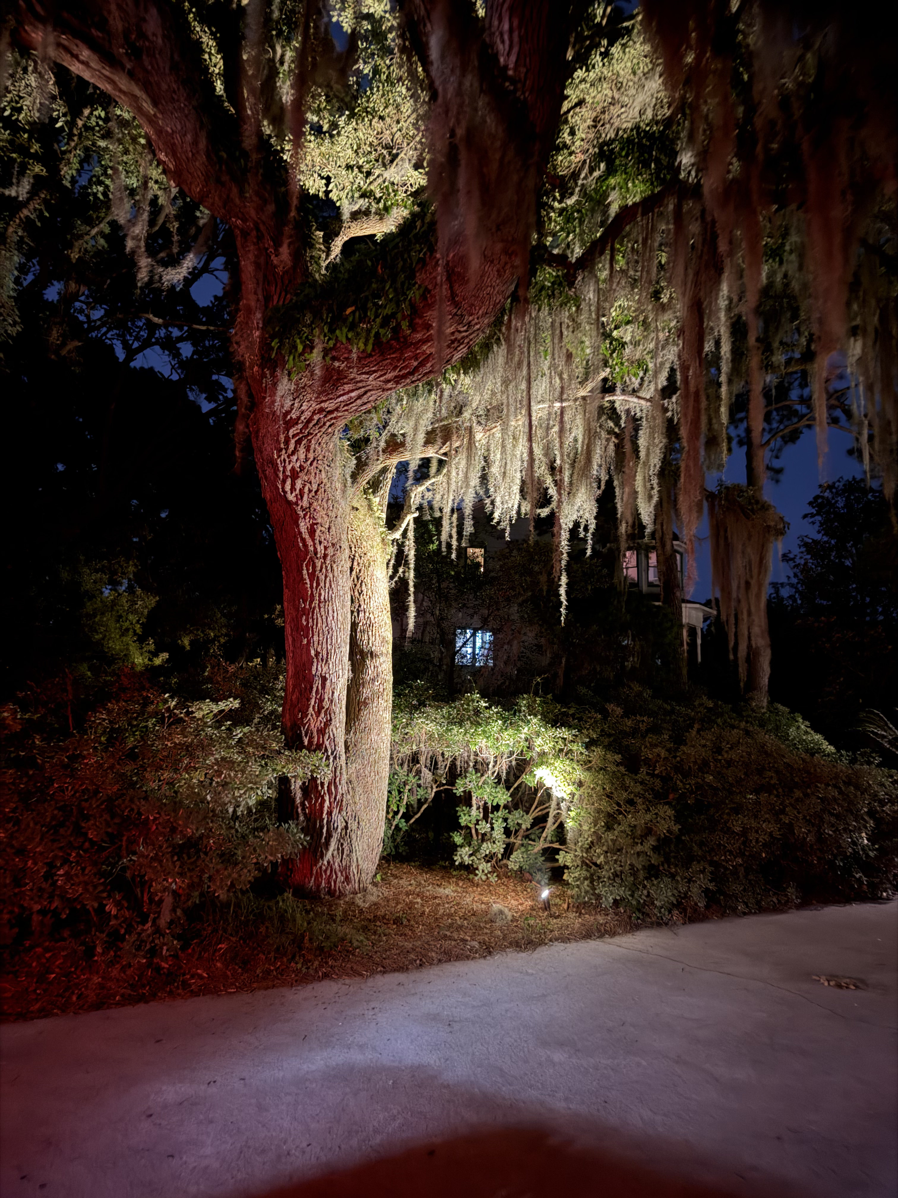 Large live oak tree illuminated with warm uplighting at a Mount Pleasant SC property