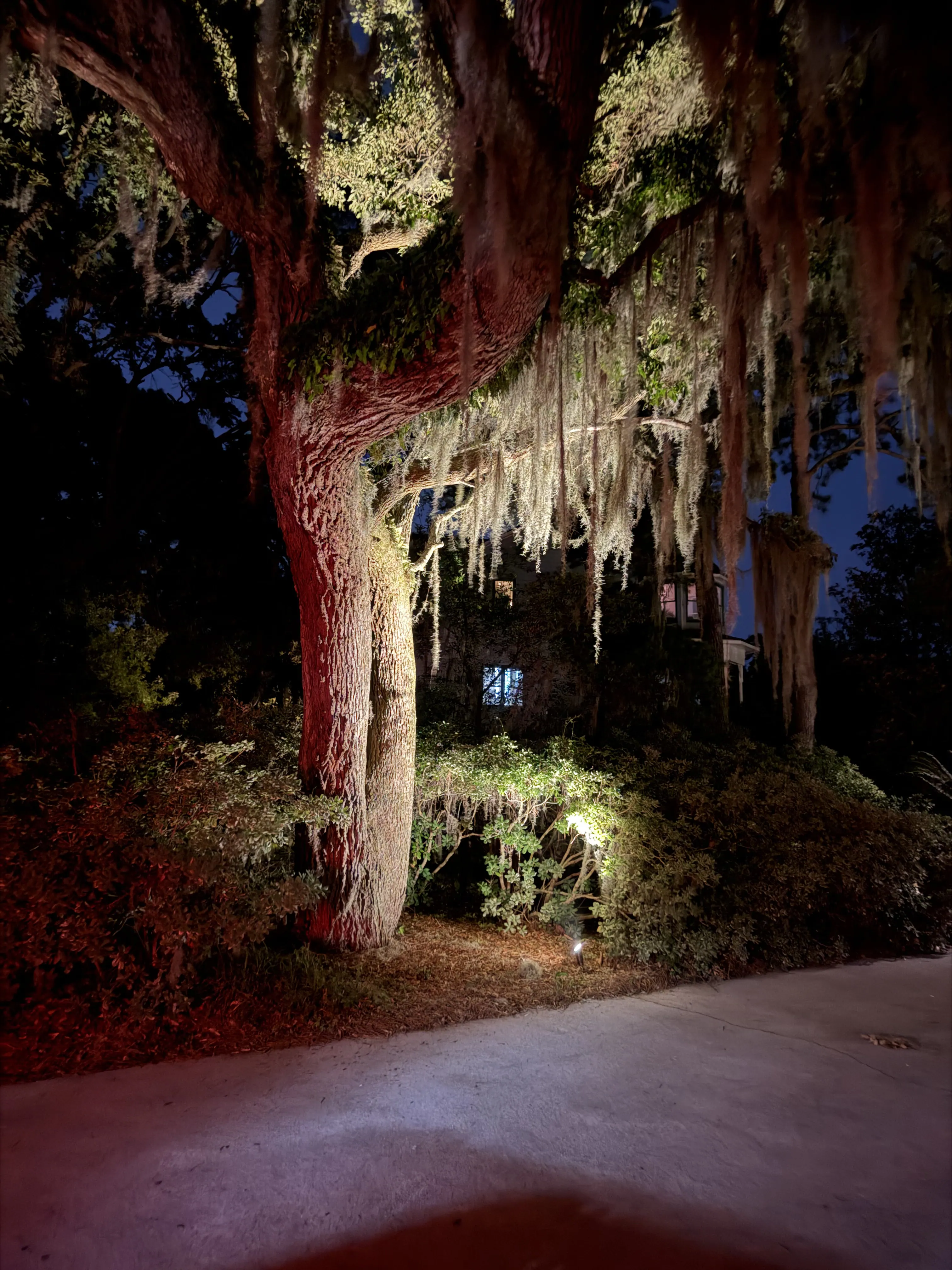 Large live oak tree illuminated with warm uplighting at a Mount Pleasant SC property