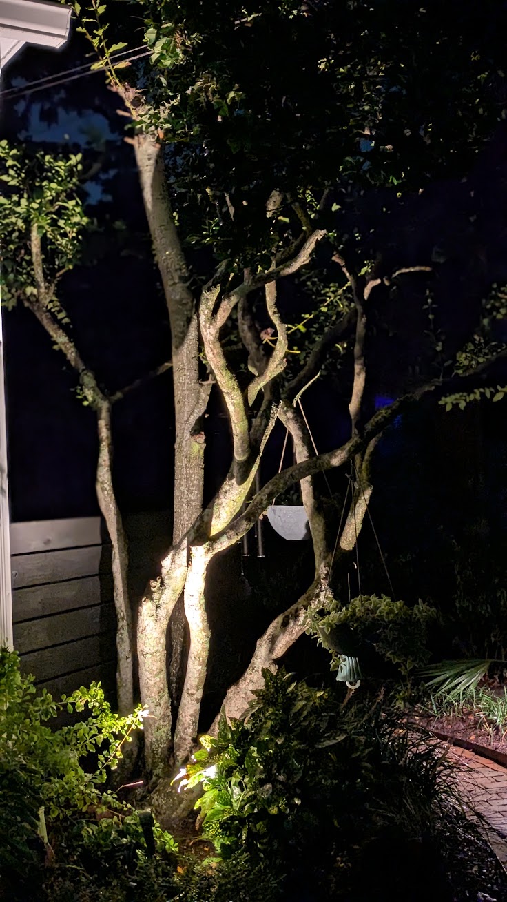 Small tree illuminated with warm uplighting in Wagener Terrace Charleston SC