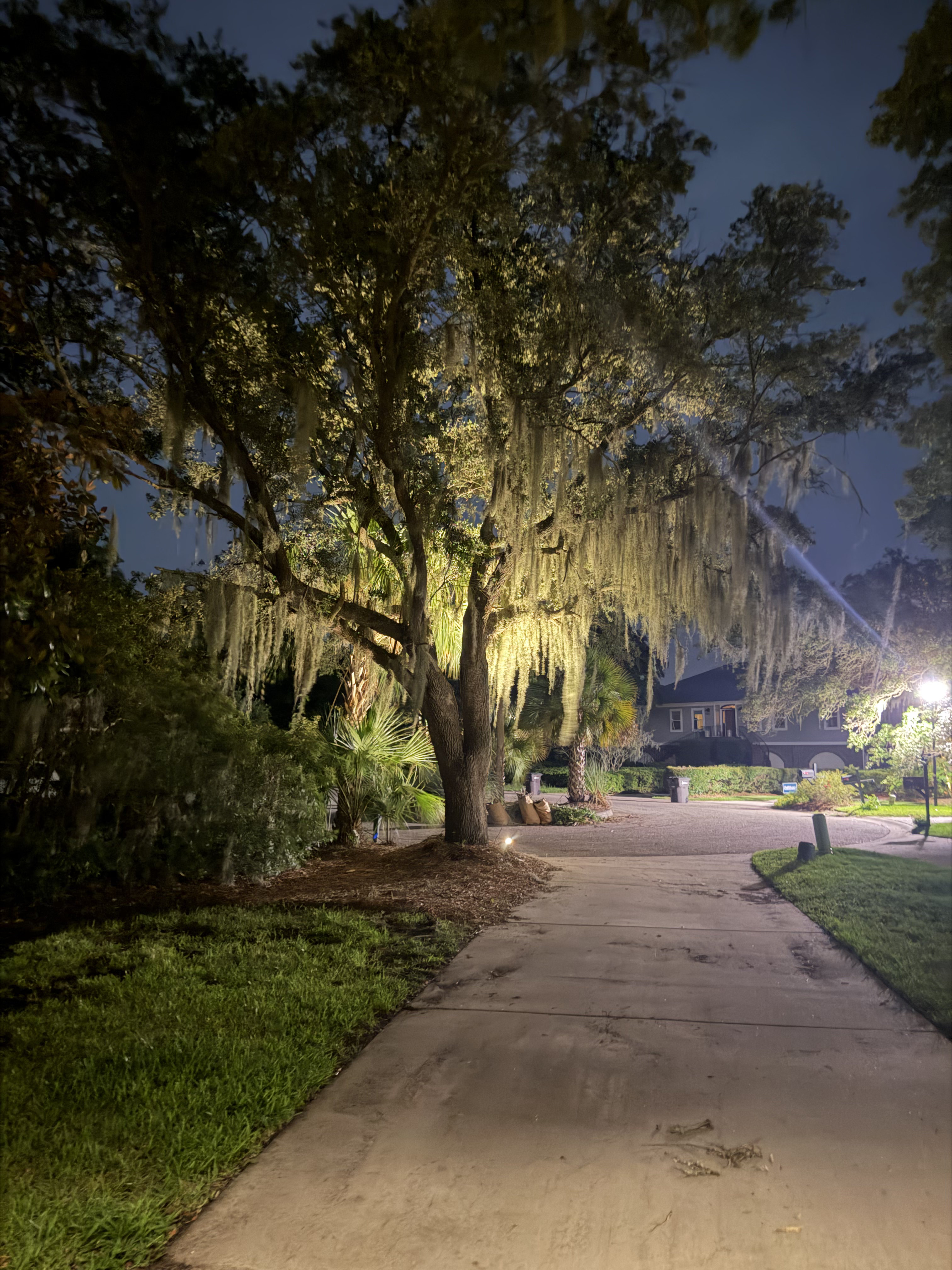 Spanish moss live oak tree illuminated with warm uplighting in Mount Pleasant SC