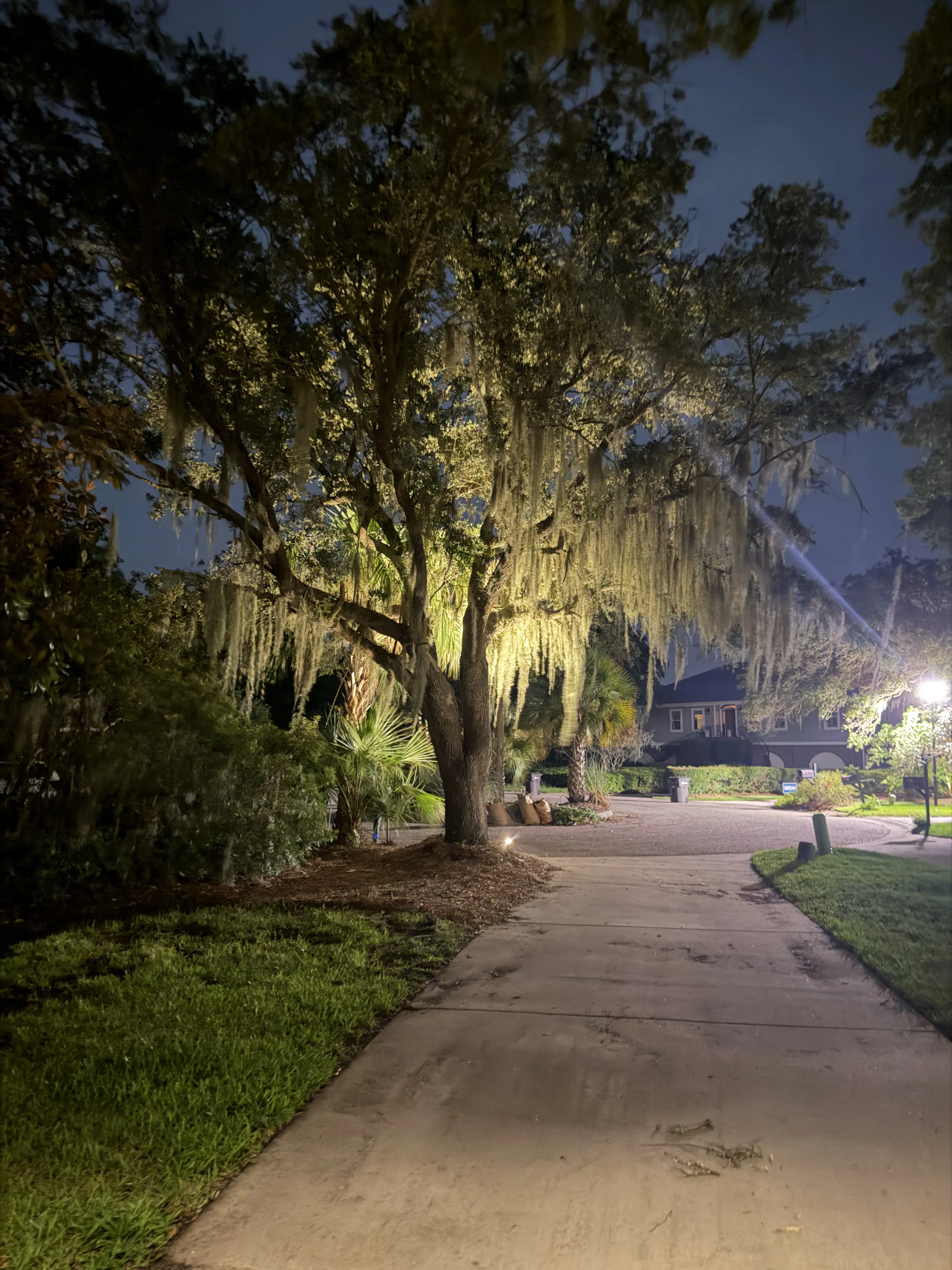 Spanish moss live oak tree illuminated with warm uplighting in Mount Pleasant SC