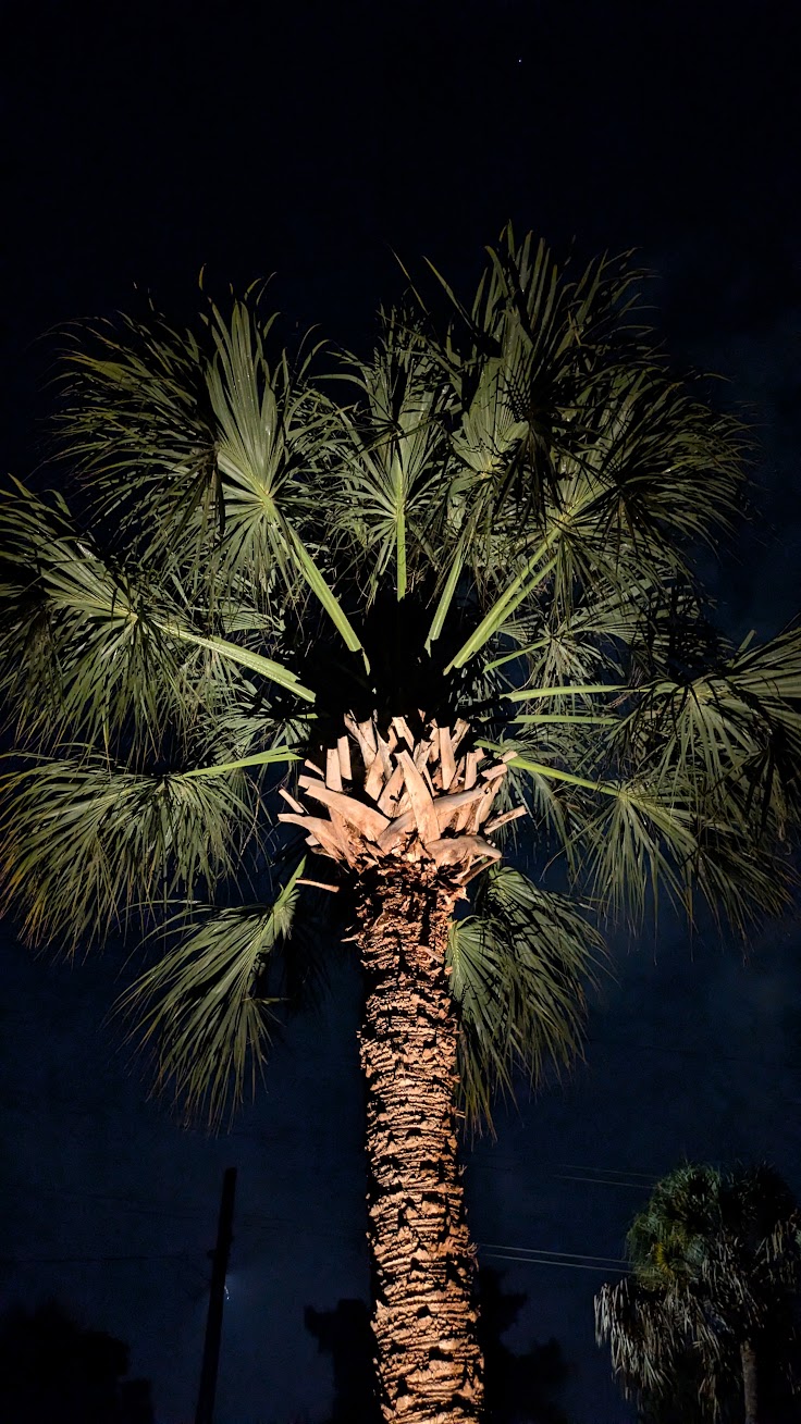 Palm tree fronds illuminated with warm uplighting in Wagener Terrace Charleston SC