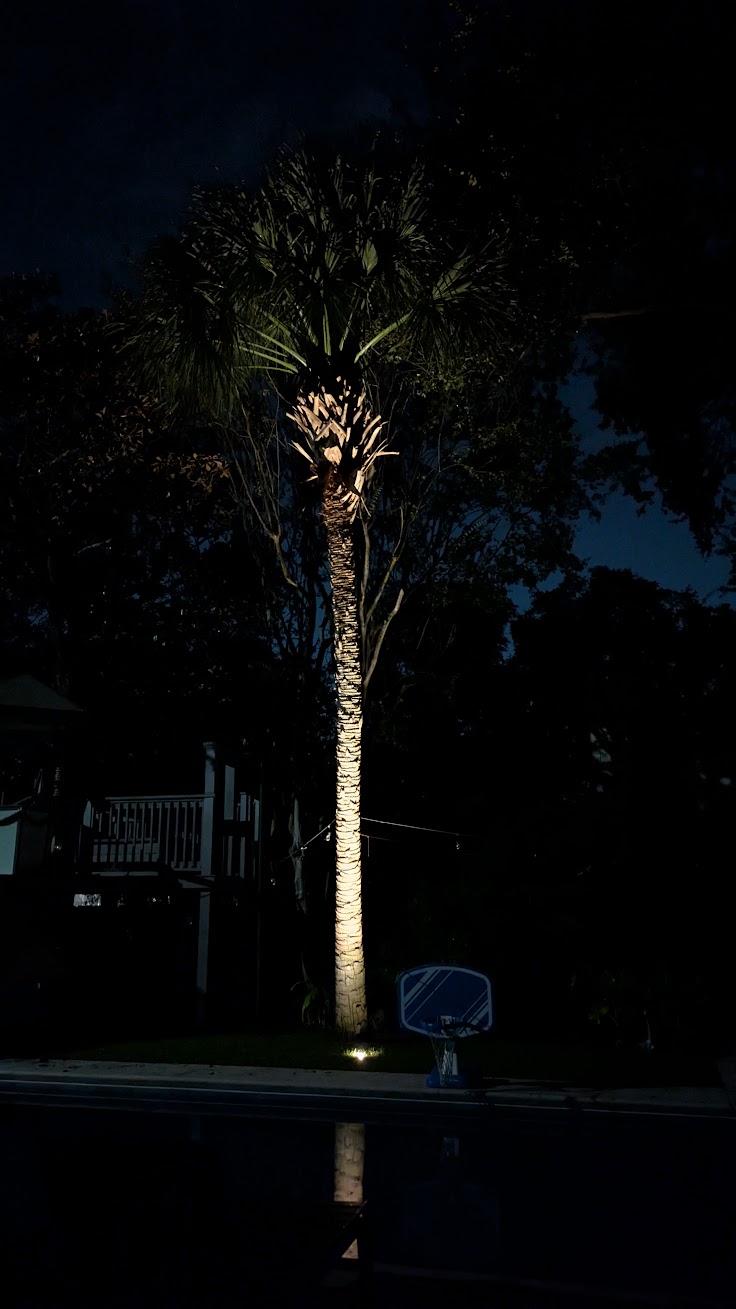 Palm tree illuminated with warm uplighting in Wagener Terrace Charleston SC